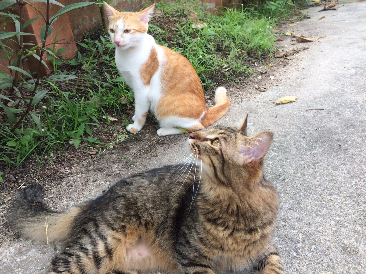 พะโล้ถามพะแนงว่าพี่พะแนงรู้มั้ยกล้องวงจรปิดมีอยู่กี่ที่ๆเวลามีเหตุการณ์อะไรแล้วไม่เคยเสียใช้ได้ตลอด/พะแนงบอกไม่รู้😖งั้นพะโล้เฉลยน่ะกล้องตำรวจทางหลวงที่จับความเร็วไง1ล่ะ(2)กล้องตำรวจจราจรตาม4แยกไฟแดงจับปรับผิดส่งถึงบ้าน🤣🤣เออจริงว่ะ🤣🤣🤣🤣