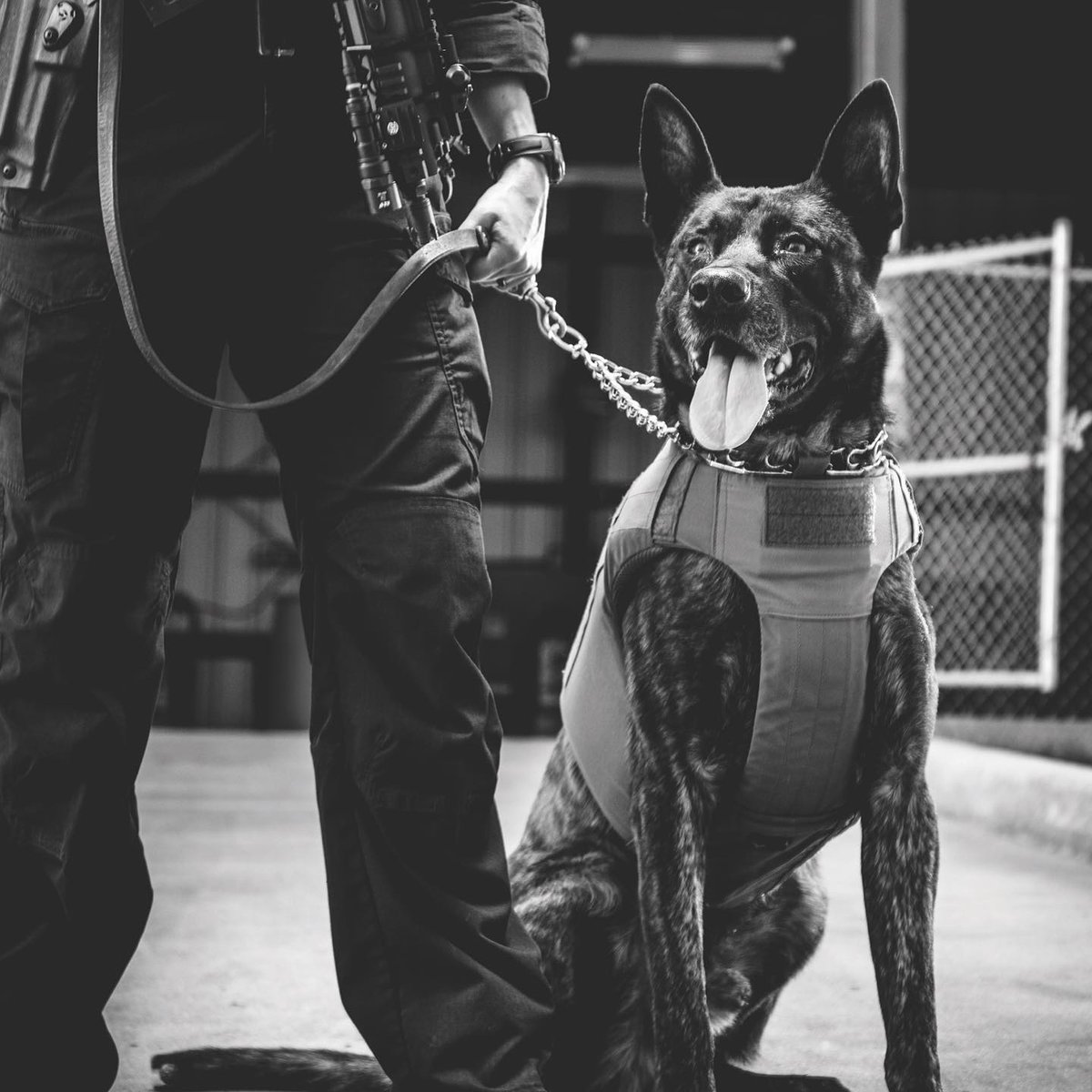 ArmorExpress's tweet image. Your shadow - a force to be reckoned with.
⁣
🇺🇸 ACV K9 body armor
⁣
#bodyarmor #partner #k9unit #policek9 #armorexpress