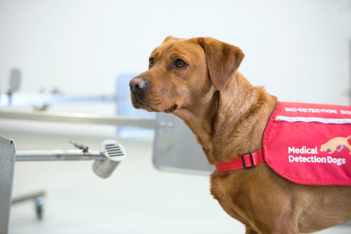 We're delighted to be one of 17 NHS trusts participating in a new trial with the London School of Hygiene &amp; Tropical Medicine to see if bio-detection dogs can sniff out #COVID19 in humans...

eastcheshire.nhs.uk/news/Sniff-of-… 
<a href="/LSHTM/">London School of Hygiene & Tropical Medicine</a> <a href="/MedDetectDogs/">Medical Detection Dogs</a> <a href="/durham_uni/">Durham University</a>