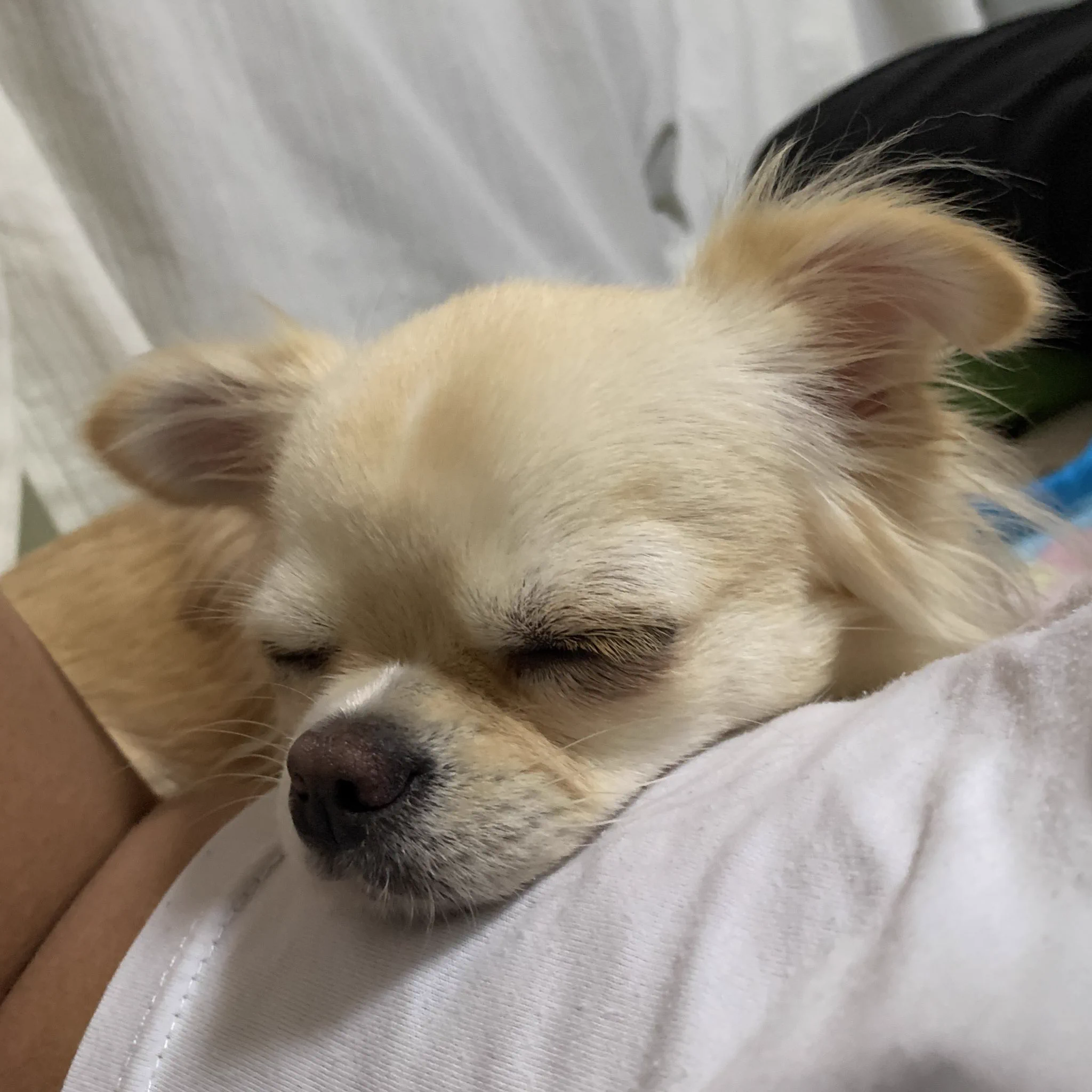@kame_fuji かわいい💖
ボクも息苦しい
もしかして…😂 