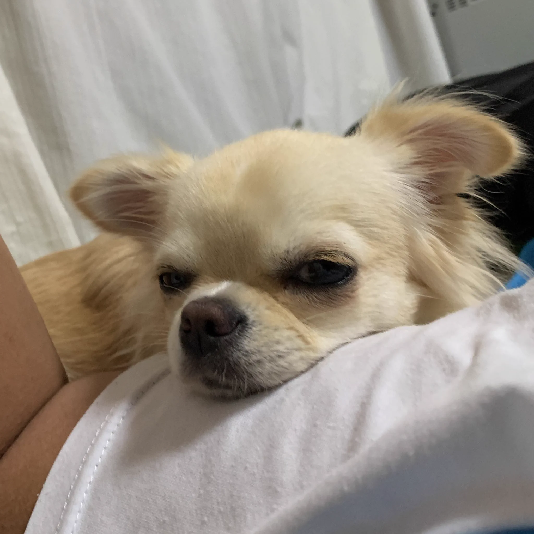 @kame_fuji かわいい💖
ボクも息苦しい
もしかして…😂 