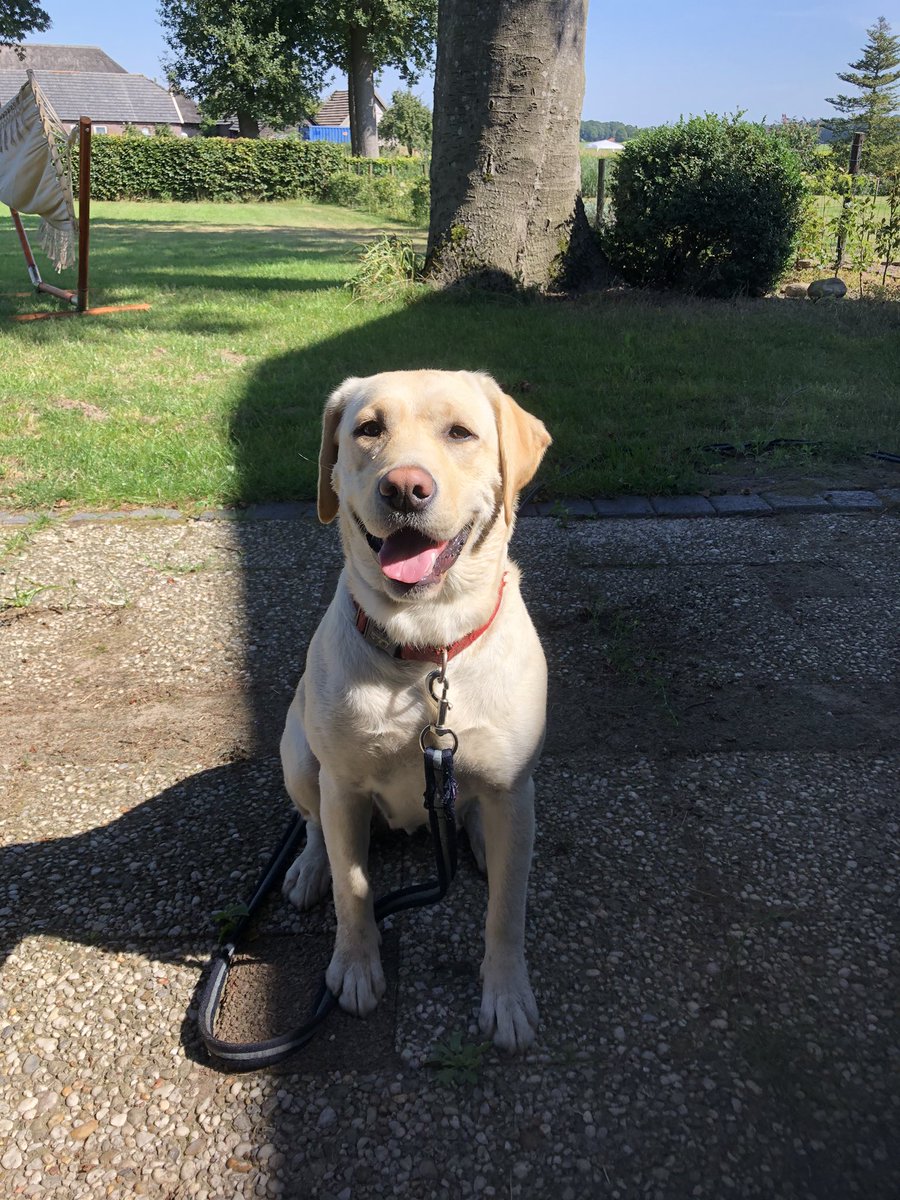 HarolddeHaan's tweet image. Honden gevonden in #Wijhe. Liepen los over Lierderholthuisweg. Weet iemand van wie ze zijn?