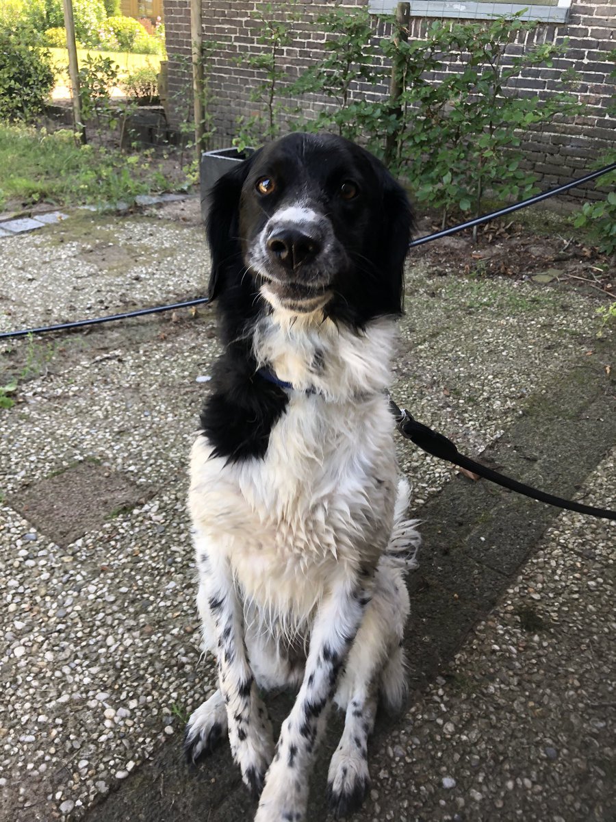 HarolddeHaan's tweet image. Honden gevonden in #Wijhe. Liepen los over Lierderholthuisweg. Weet iemand van wie ze zijn?