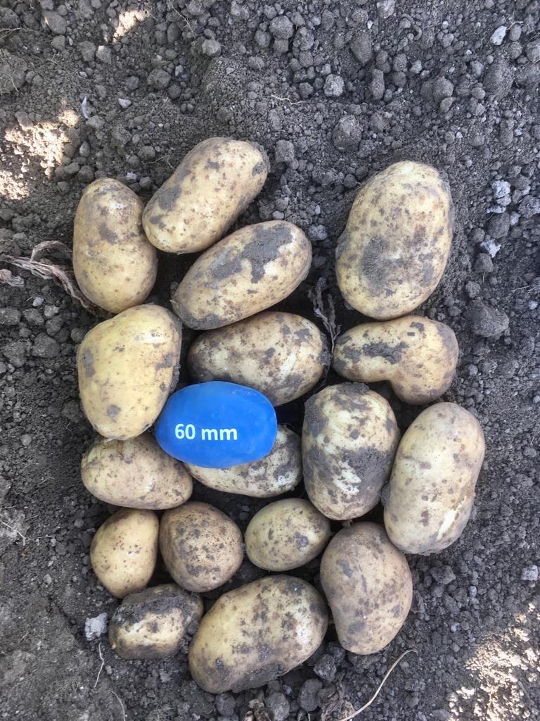 Poldergoud's tweet photo. Deze mooie Aromata aardappelen worden in Flevoland geteeld volgens de duurzame waarde van on the way to Planet Proof. https://t.co/dI7K8EGaXx