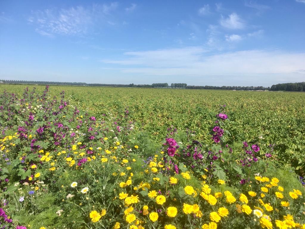 Poldergoud's tweet photo. Deze mooie Aromata aardappelen worden in Flevoland geteeld volgens de duurzame waarde van on the way to Planet Proof. https://t.co/dI7K8EGaXx