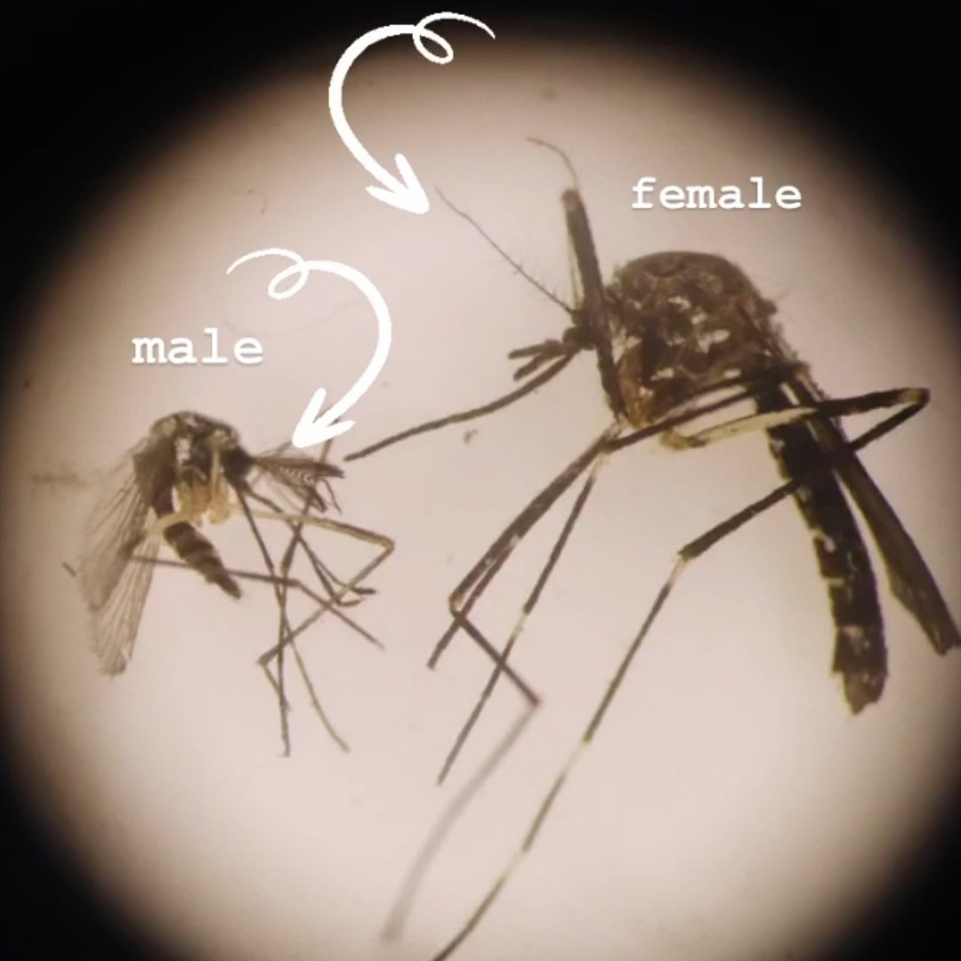 metromosquito's tweet image. Female mosquitoes are usually larger and have plain antennae while males have feathery antennae. It's the females that seek a bloodmeal to produce eggs, so they're the ones that are after you...

#entomology #insectlovers #MNsummer