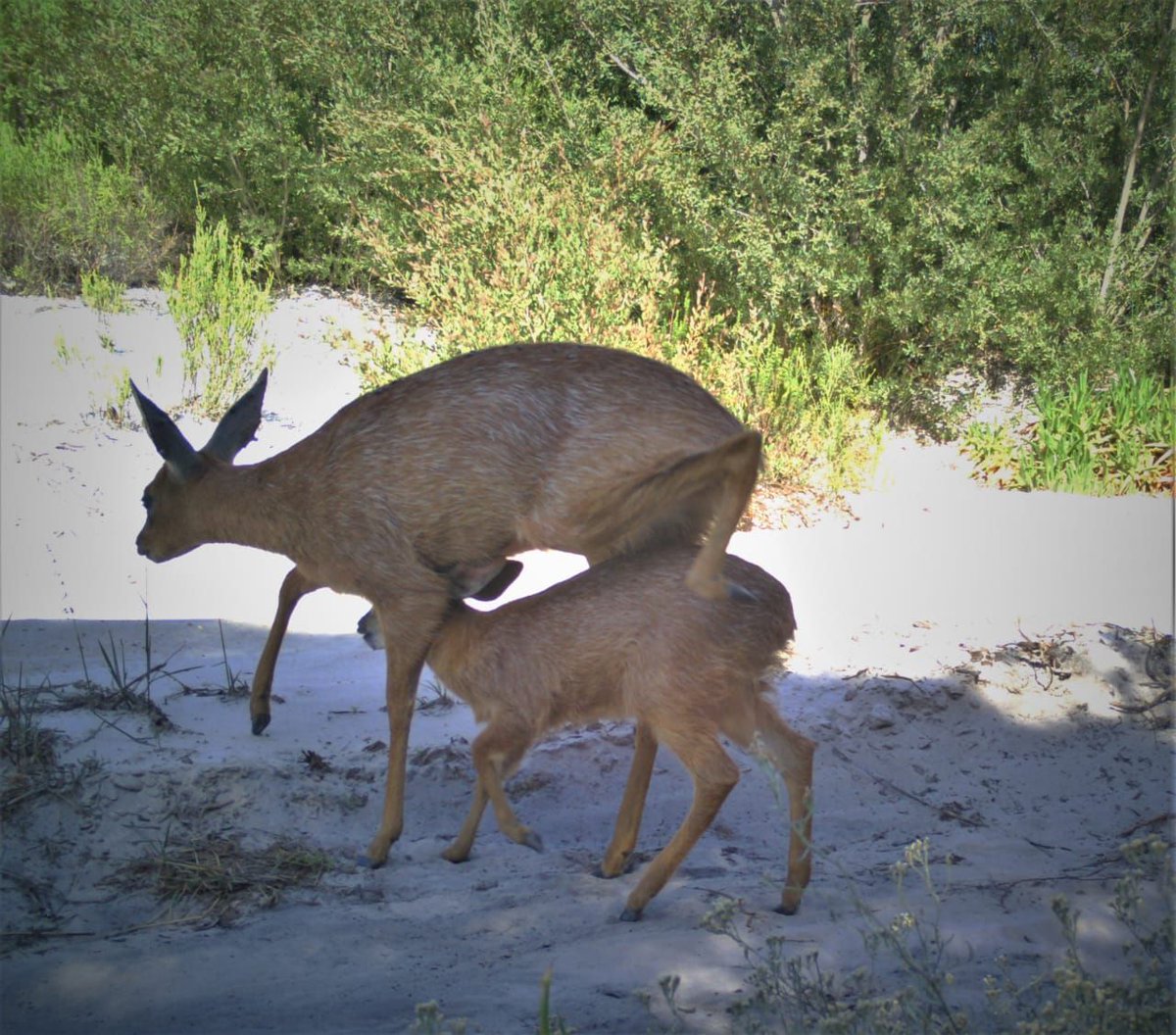 Grootbos (@grootbos) on Twitter photo This shy, endemic Grysbok mother protects her offspring in this endearing moment captured by our <a href="/GrootbosNGOZA/">Grootbos Foundation</a> conservation motion-sensor camera project. Our ongoing ecological research is integral to the conservation strategy of Grootbos Private Nature Reserve. This shy, endemic Grysbok mother protects her offspring in this endearing moment captured by our <a href="/GrootbosNGOZA/">Grootbos Foundation</a> conservation motion-sensor camera project. Our ongoing ecological research is integral to the conservation strategy of Grootbos Private Nature Reserve.
