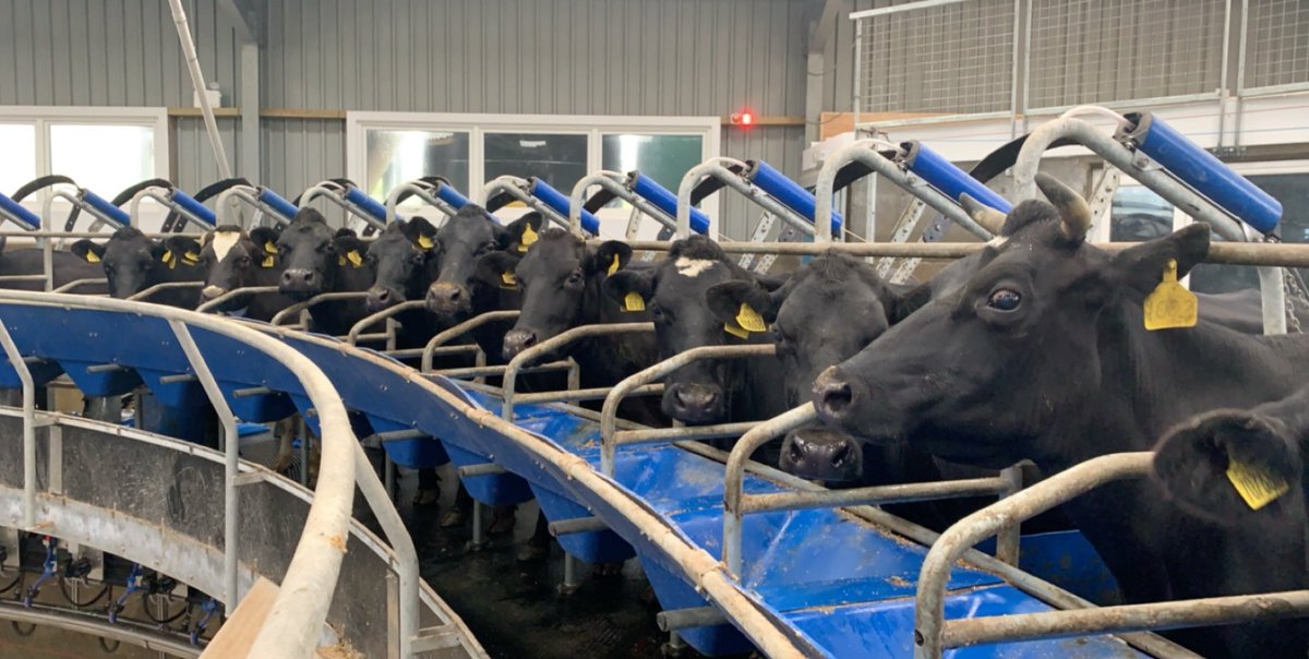 #farm24 There is always one #poser #cowswithattitude #delavalrotary #dairy <a href="/FarmersGuardian/">Farmers Guardian</a> <a href="/Morrisons/">Morrisons</a>