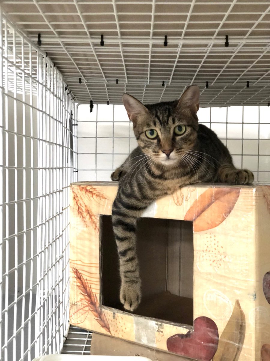 117번 이문냥이의 입양처를 구합니다❤️
쉼터에서는 뱅갈고등어로 불리고 있어요. 나이는 9개월 정도고, 중성화를 마쳤습니다! 117번 냥이는 #고양이를부탁해 이문냥이편 촬영 당시 구조되었어요. 사냥놀이를 좋아해요. #이문냥이의_이름을_지어주세요 #이문냥이의_가족이_되어주세요