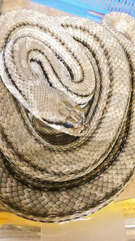 爬虫類・両生類専門店レプティリカス on X