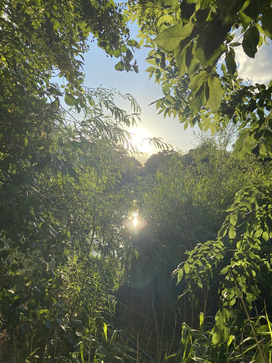 Retweet if you think at least 30% of every single London park across the city should be left to rewild as homes for wildlife and plant life 🐛🦇🦉🐌🐞🦗🕷