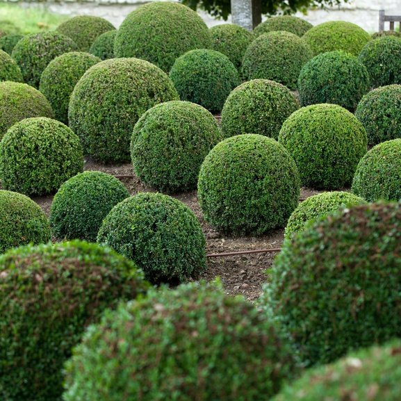 BucksTop5's tweet photo. Top 5 Shrubs

5. Normal Shrub https://t.co/hgUNT5szLS