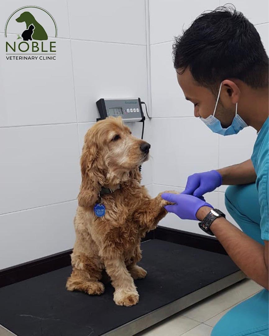 🐶Poppy being polite on his consultation today🐶
.
.
At Noble we offer your pet the best preventative health care programmes, treatments, diagnostic techniques and surgical procedures. 

#UAEPets #UAEPetShop #DubaiPets #DubaiPetShop #DubaiDogs #PetLovers #PetServices