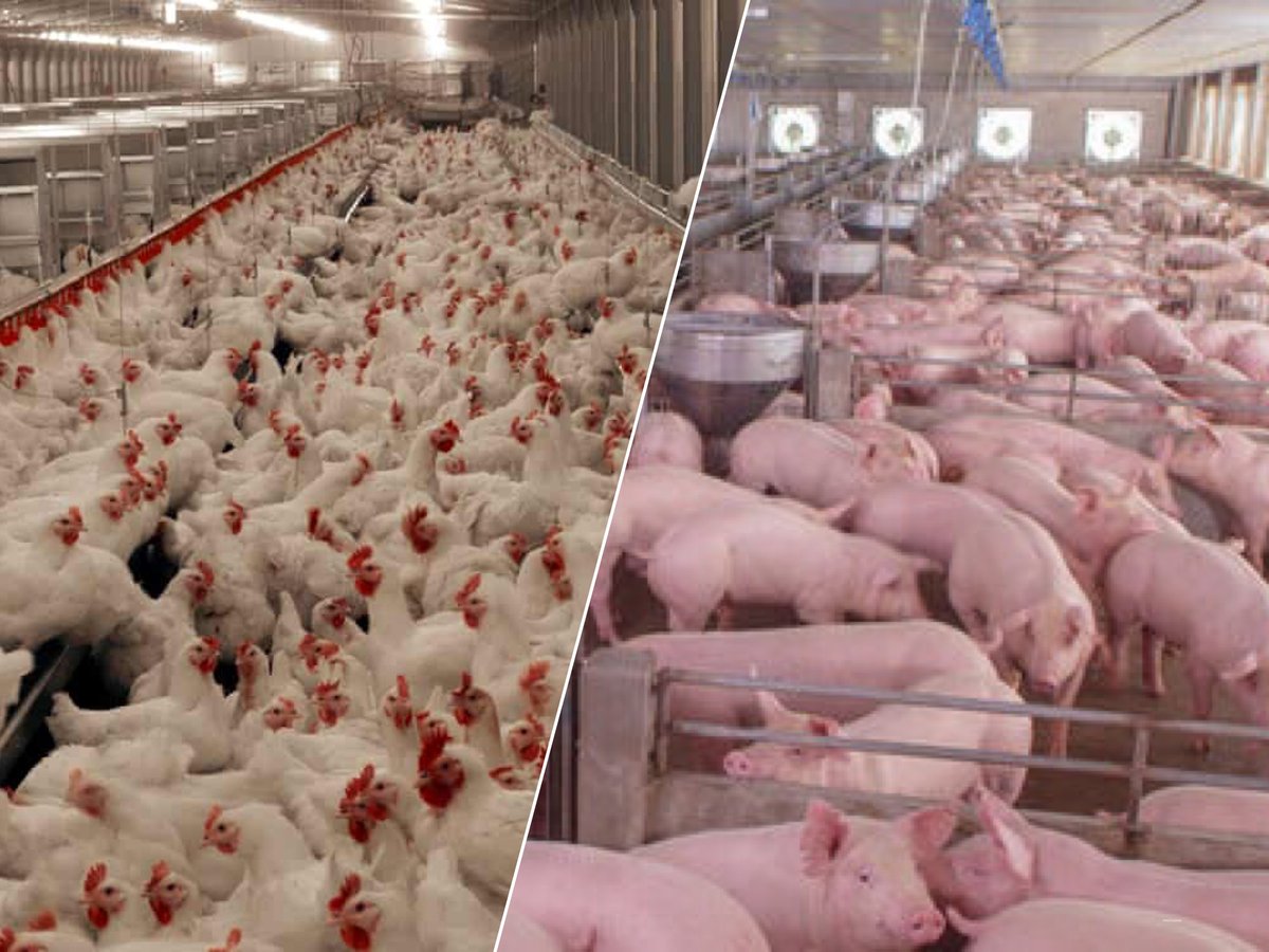 mikecoulson48's tweet photo. Chickens Are Being Slaughtered by Millions & Thrown Away While Hungry Families Struggle to Find Food #care2 https://t.co/GwsUKDpGWu
Farmers Are Shooting or Gassing Their Pigs & Throwing Them Away Because of Slowed Production Caused by Contravirus https://t.co/zJh3WuxHd3 https://t.co/cOPOHoQA6Z