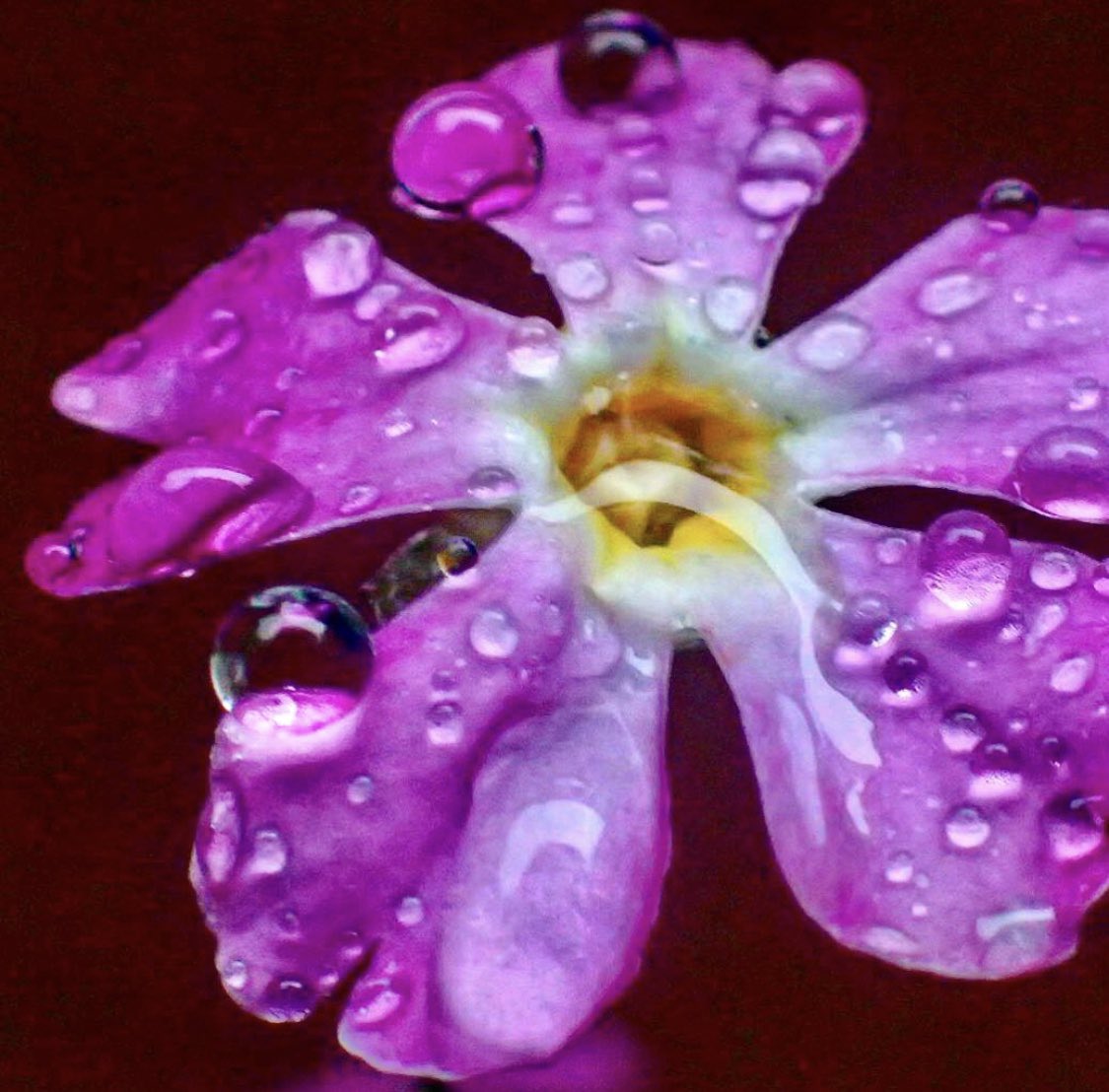 akimoki333's tweet photo. 古いInstagramの写真から。From old #Instagram #photos .  #flowerstagrm #drops 
https://t.co/0vAVI9aKcc https://t.co/vVxKTUnGD3