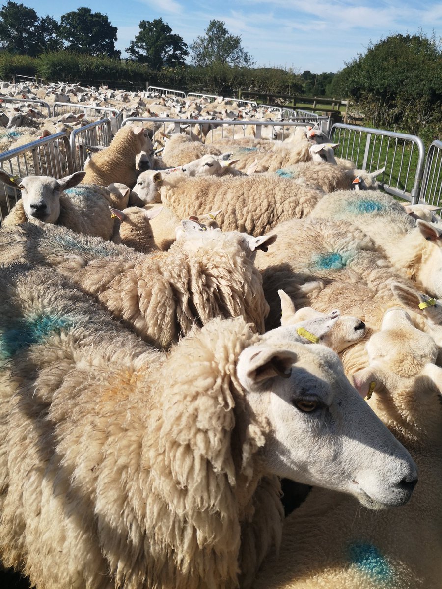 MelBexon's tweet photo. Shearing ewes to remove thick fleeces in hot, warm weather is essential to ensuring the best animal welfare by reducing the risk of flystrike. These ladies were definitely ready for their haircut! #Farm24 #teamsheep #shearing2020 @Westpoint_Vets @DomStubbs9 @FarmersGuardian https://t.co/VQbdCtVBol