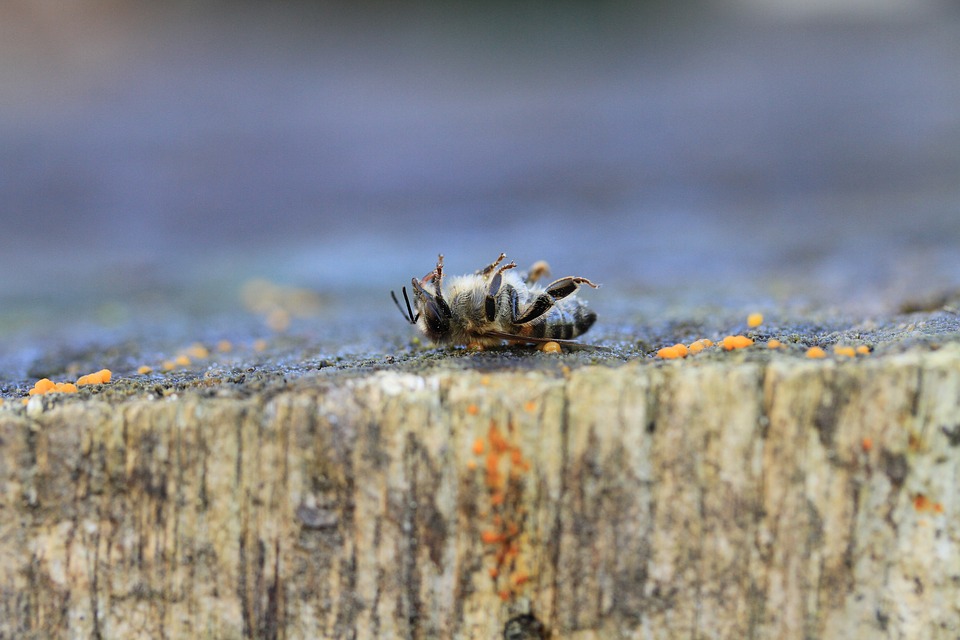 UNAFapiculture's tweet photo. 🐝😡Un retour en arrière inacceptable !! 
🇫🇷@Agri_Gouv permettra dès 2021 aux producteurs de betterave de réutiliser les #néonicotinoïdes tueurs d'#abeilles ...  alors qu'il existe des alternatives : https://t.co/kjyYC3h2Hs
#Pesticides #apiculteur #biodiversite #environnement https://t.co/8WU0zhXjG8