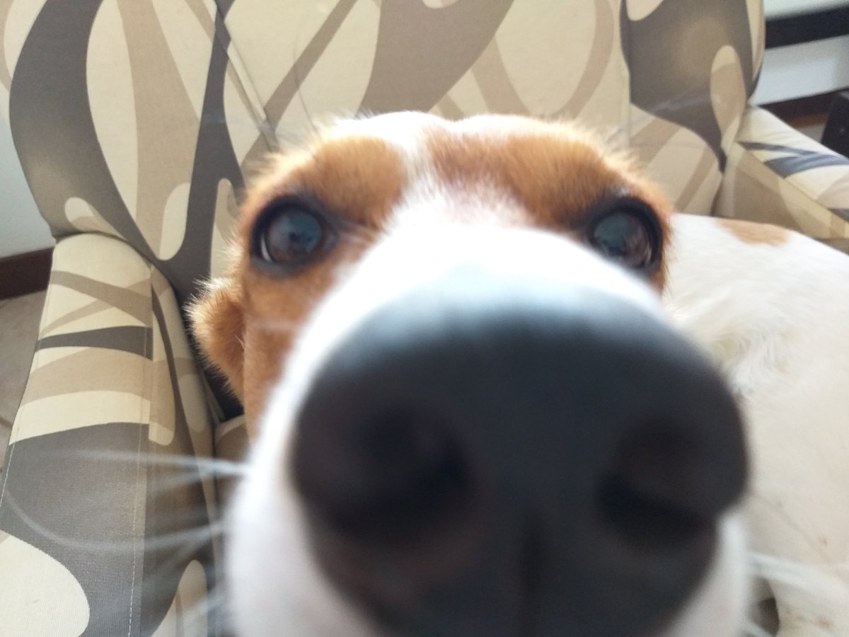 timinhos's tweet photo. Nosso Apollo e sua poltrona. Aqui ninguém senta. Esse animal tem uma excelente índole. https://t.co/zpcQYReyuY