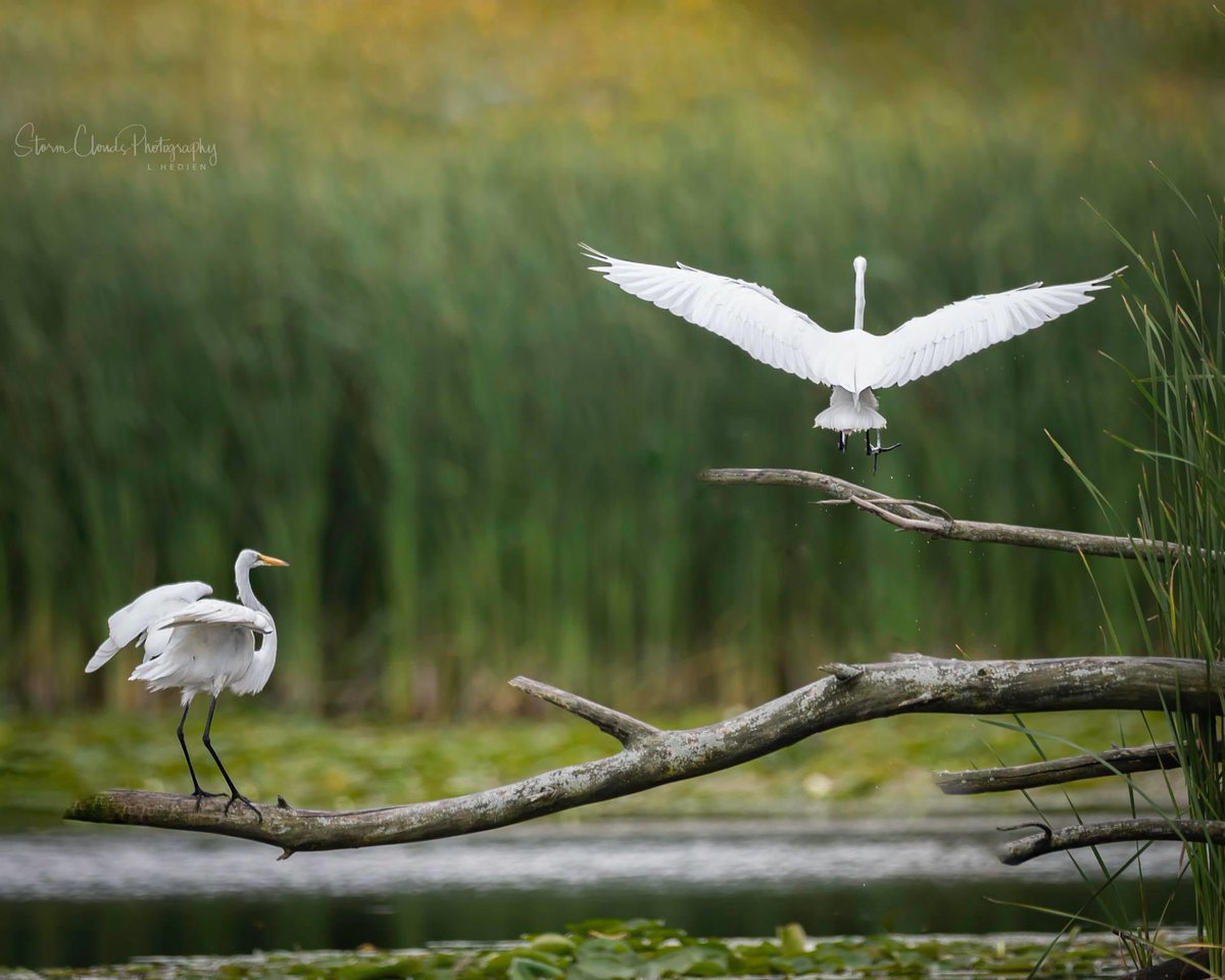 lhedien's tweet photo. #GreatEgret family was in the #neighborhood yesterday poking around for #fish. #nikon #wildlifephotography #naturephotography #birds #fishing #illinois #prairiecrossing https://t.co/5hbksWQI8l