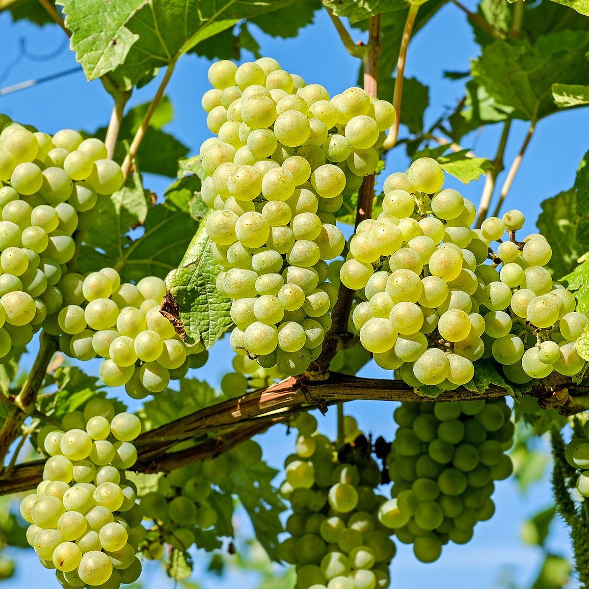 Tenim ganes de tenir nous productes a la web i dintre de poquet arribaran diferentes varietats de raïm de la zona de Tarragona. 😁🍇
#fruita #fruitadetemporada #fruiteria #figueres #verdures #productescatalans #productedeproximitat #productesnaturals #qualitat #catalunya #camp https://t.co/WBIv5mBLw9