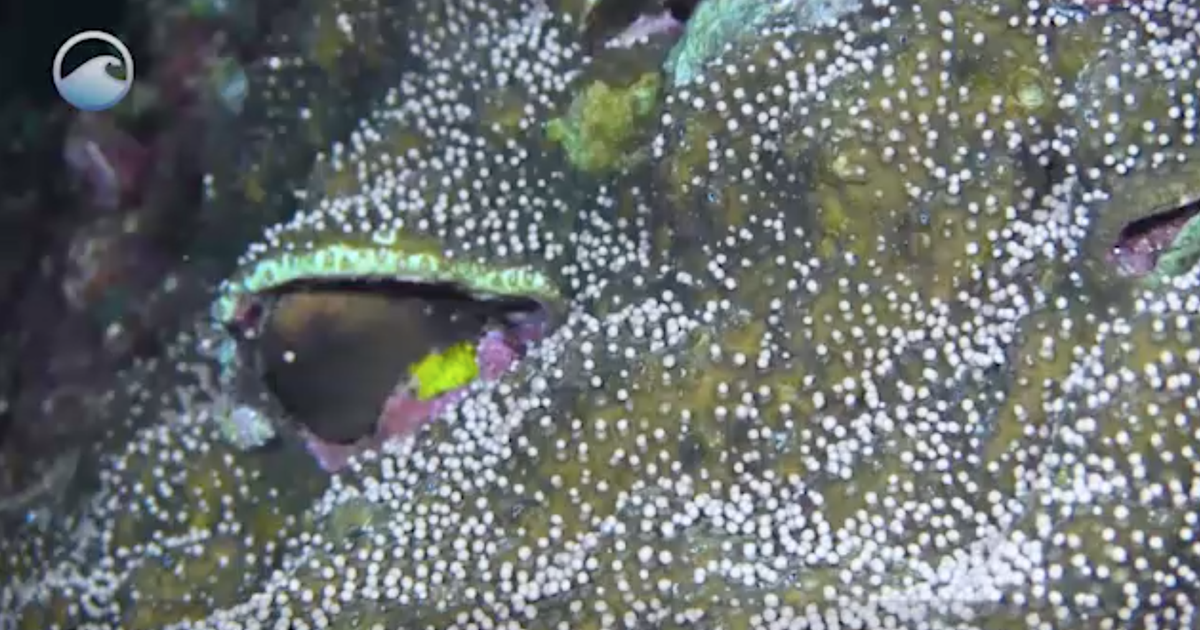 Corals are a beautiful and important part of our ocean, but have you ever wondered how they reproduce? Watch our video about #CoralSpawning! go.usa.gov/xfU2D