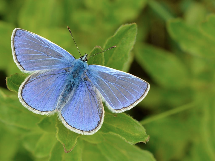 A thread  Managing for urban butterflies.If you want roadside verges buzzing with life & brimming with butterflies - or if you've mourned the loss of a habitat blitzed by mowers - this is for you. We look at positive solutions to urban grassland management ...