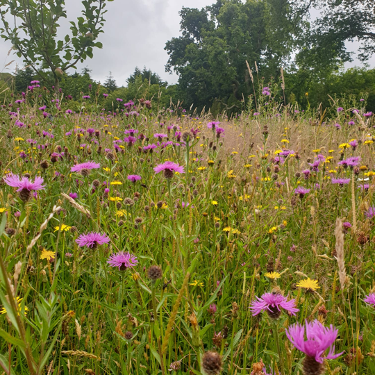 A thread  Managing for urban butterflies.If you want roadside verges buzzing with life & brimming with butterflies - or if you've mourned the loss of a habitat blitzed by mowers - this is for you. We look at positive solutions to urban grassland management ...