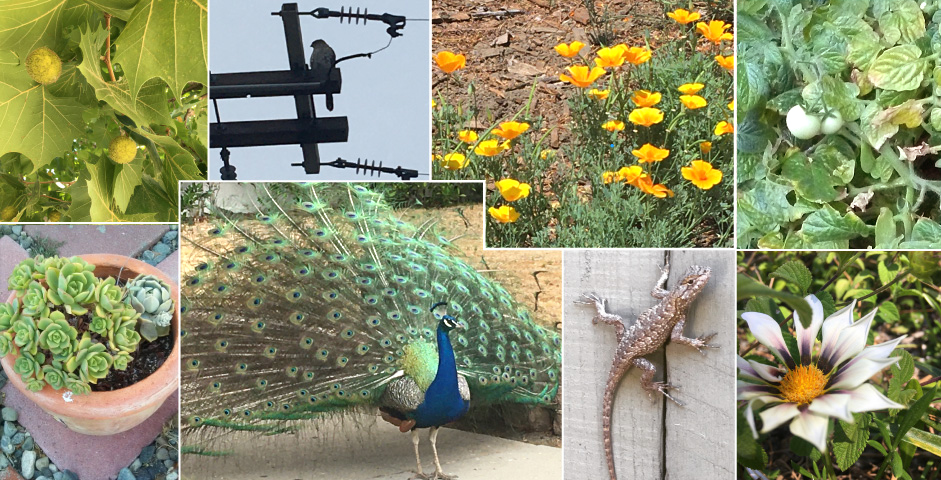 collage of different pictures of nature