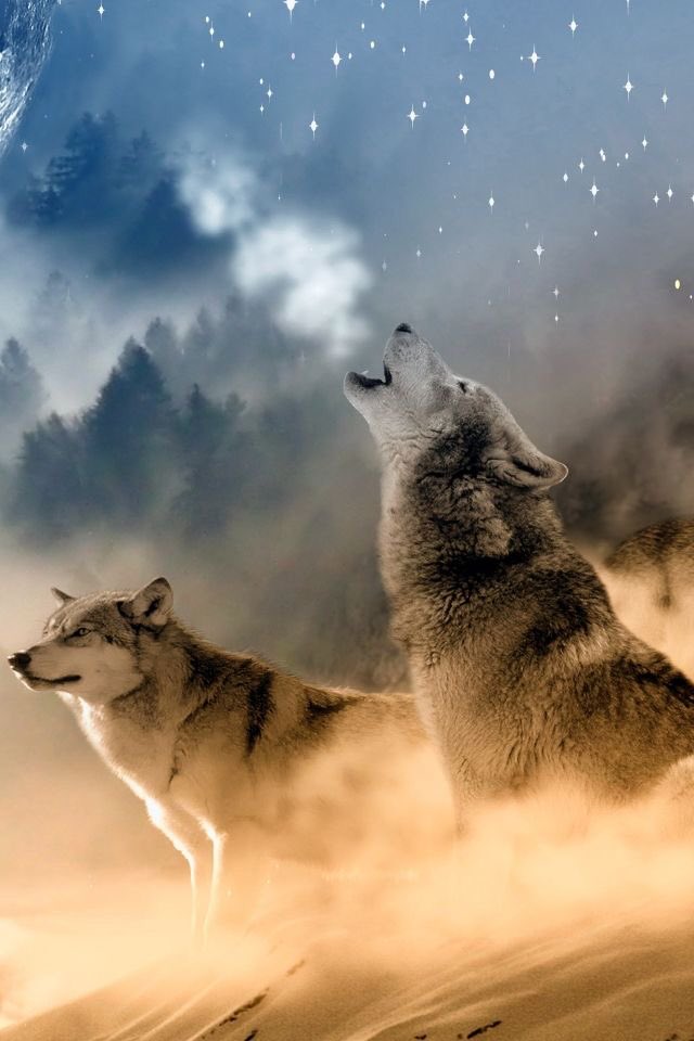 MLaura54's tweet photo. @gladhill_in @HHMU_Banksia @mikecoulson48 @LupeyLady @CathyFincher1 @JennyBr88414269 @ChitkwesuManetu @DerekPa56710094 @GustaVolkers @ArchangelAmongU Thank you dear Soul Sister Lynn. It’s unbelievable what is happening with animals. #Respect #extinctionisforever #SaveTheWolves #Earth https://t.co/WVpa7GTT2k