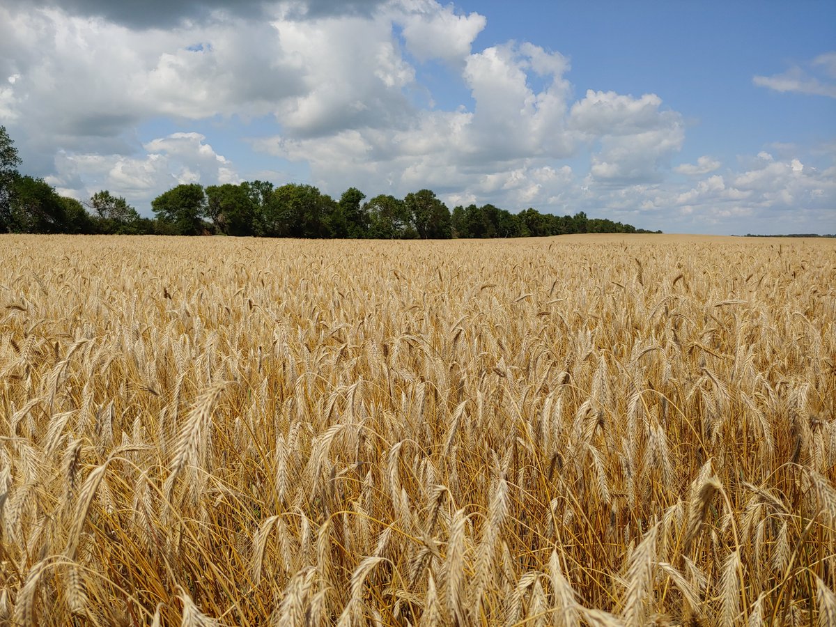 KnightSeeds's tweet image. Harvest 2020 has begun with our conventional Danko fall rye. Time to start up the cleaners and get it ready for seeding in a few weeks.
