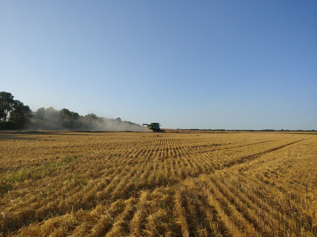 KnightSeeds's tweet image. Harvest 2020 has begun with our conventional Danko fall rye. Time to start up the cleaners and get it ready for seeding in a few weeks.