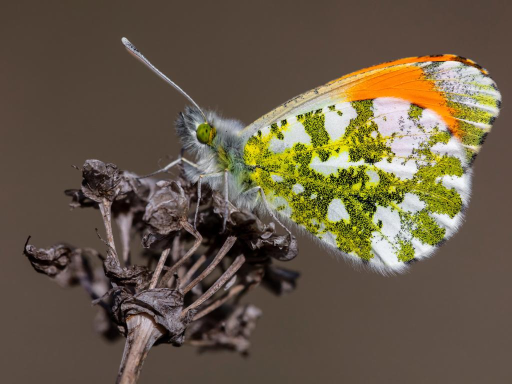 Q1. What's an urban butterfly? This is need-to-know as we'll see... According to the UK Butterfly Monitoring Scheme there's 28. Let's whizz through them in family groups... PIERIDAE: 1. Orange-tip 2. Brimstone 3. Large white 4. Small white 5. Green-veined white  @UK_CEH  @JNCC_UK