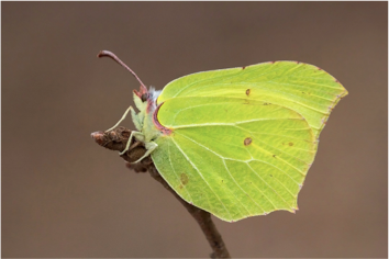 Q1. What's an urban butterfly? This is need-to-know as we'll see... According to the UK Butterfly Monitoring Scheme there's 28. Let's whizz through them in family groups... PIERIDAE: 1. Orange-tip 2. Brimstone 3. Large white 4. Small white 5. Green-veined white  @UK_CEH  @JNCC_UK
