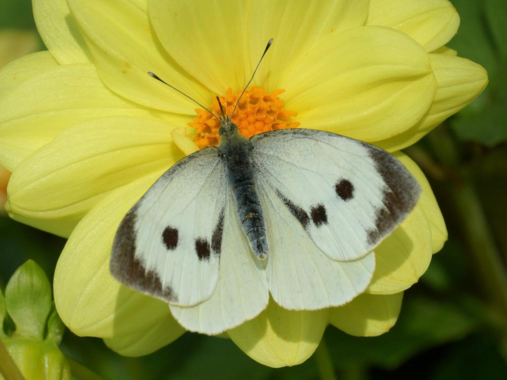 Q1. What's an urban butterfly? This is need-to-know as we'll see... According to the UK Butterfly Monitoring Scheme there's 28. Let's whizz through them in family groups... PIERIDAE: 1. Orange-tip 2. Brimstone 3. Large white 4. Small white 5. Green-veined white  @UK_CEH  @JNCC_UK