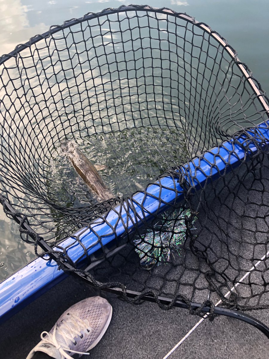 SouthernSkyOD's tweet photo. First #musky in my new boat last night. Recent rain and cool nights gave us some lower water temps to chase these awesome fish. #Lowe_Boats #TROFishing #Mercury #muskie #fishing #Shimano #stcroixrods #frabill https://t.co/Kzc1MFMmCp