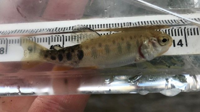 Get Aquarium Fish Whirling Disease Pictures - FishTankFacts.Com
