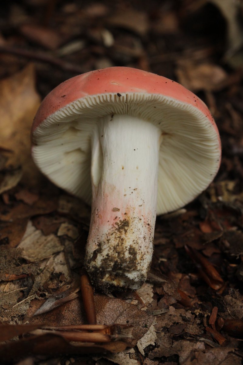 RPilze's tweet photo. Russula lepida

#Russulalepida #Russula #HarterZinnoberTäubling #rosyrussula #rúsulagraciosa #Täubling #brittlegill #russule #mushroom #mushrooms #fungus #fungi #pilz #pilze #champignons #champignon #nature #natur https://t.co/m8DEzLr70s