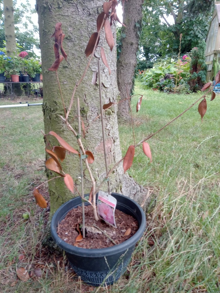 PollyWaterside's tweet photo. @Concraigsmith Crumbs a hashtag made for me #plantfail Camelia 🤪 https://t.co/tiqQSksJfF