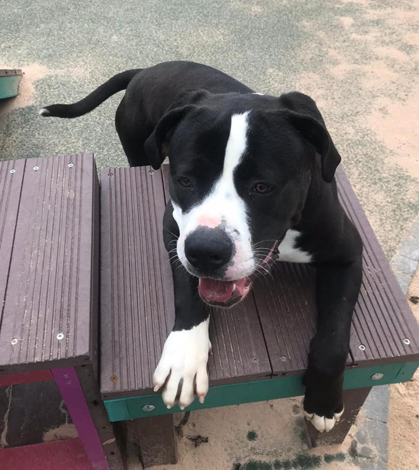 BleakholtUK's tweet photo. Cooper fancies a game of musical chairs. Anyone? Bagsy this one! #iwinthisone #anothergame #thisismyfavouritegame #rehome #rescue

More on Cooper at: https://t.co/4EtOaSF6yN https://t.co/DWsqSOVD1j