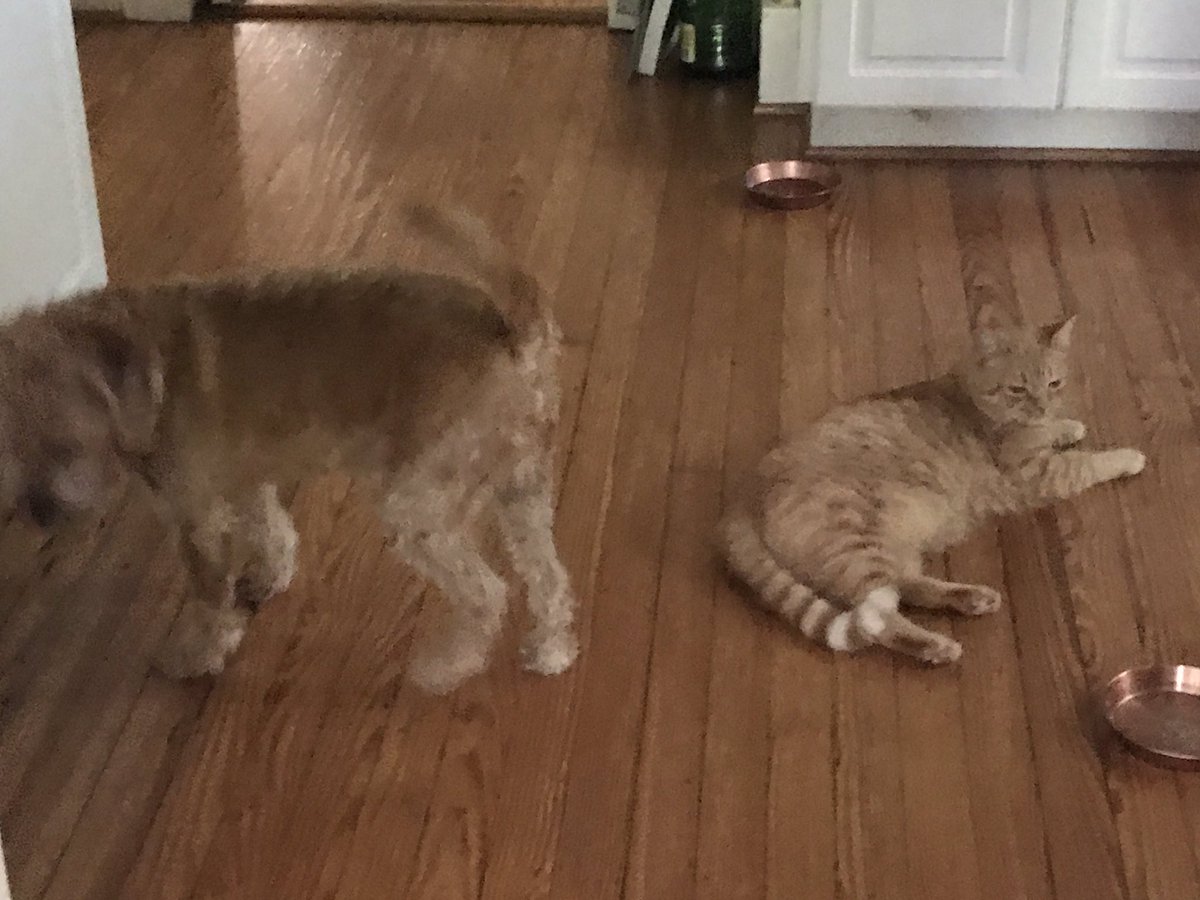 Patrick Skinner Debriefed Sweetdog On The Events Of The Day She S My Rock Told Her About The Shootings And The Heat And The Court And The Jail And Warrants And