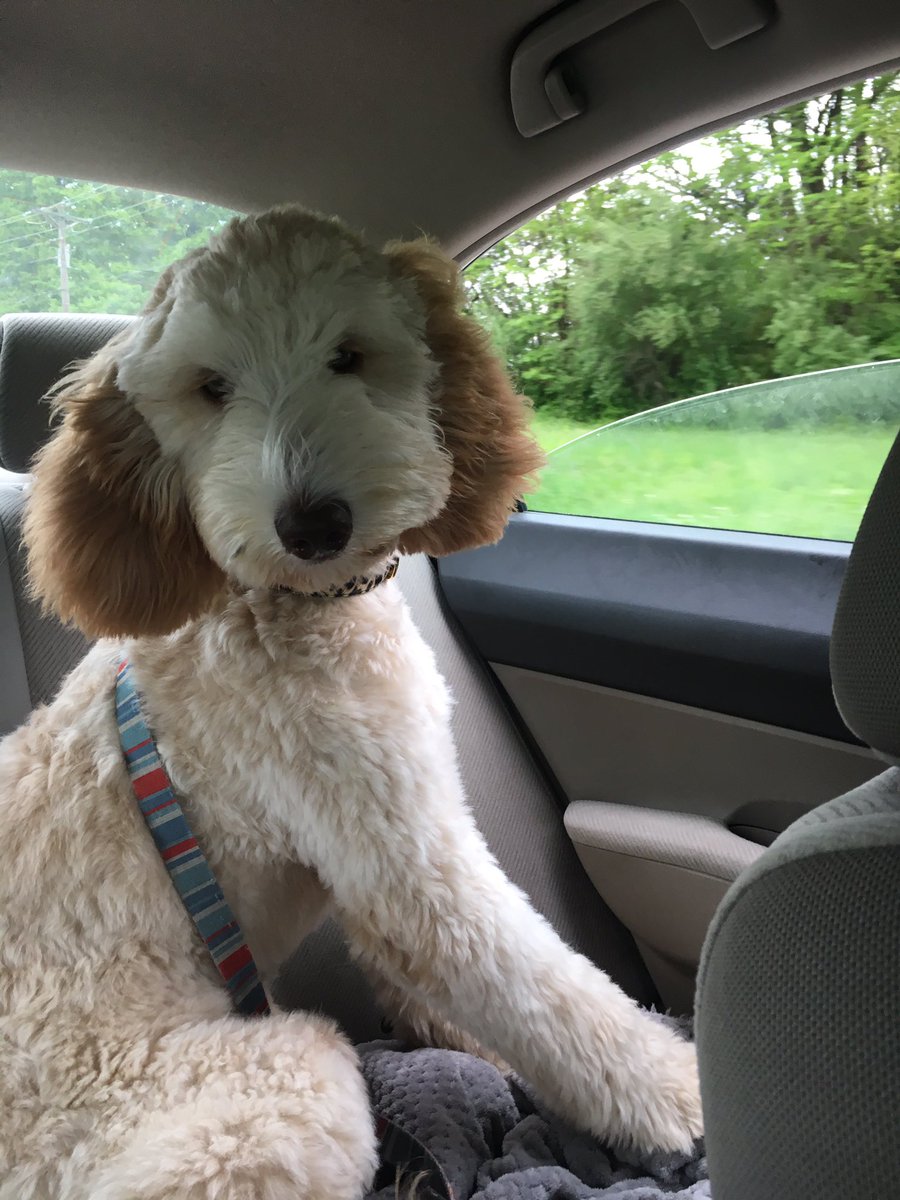 CanineChloeCo's tweet photo. Anyone else’s hair do this in the car??? 
#blowout #windowsdown #chloe #carride #carrideswithdogs #tbt #doodle #doodlesofinstagram #labradoodle #labradoodlesofinstagram #f1b #f1blabradoodle #caninechloeandco #caninechloe #caninechloeco https://t.co/BJwsMFIxkF