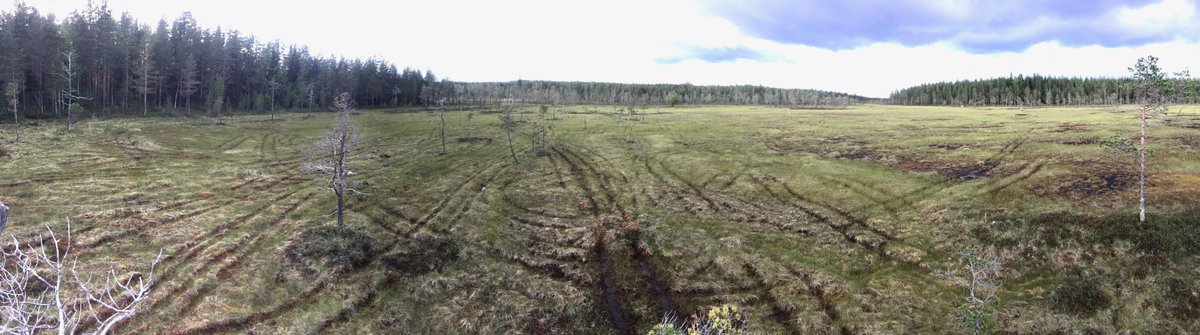 Corona &amp; bär. Otroligt många människor njuter svensk natur. Ytterst få tar sig fram med motorleksaker men gör spår som inte läker. Nu bra läge att stärka lag och tillsyn om #terrängkörning

#hjortronmyr #Västerbotten #friluftsliv #våtmark #fyrhjuling #ATV #körskador #motorlek