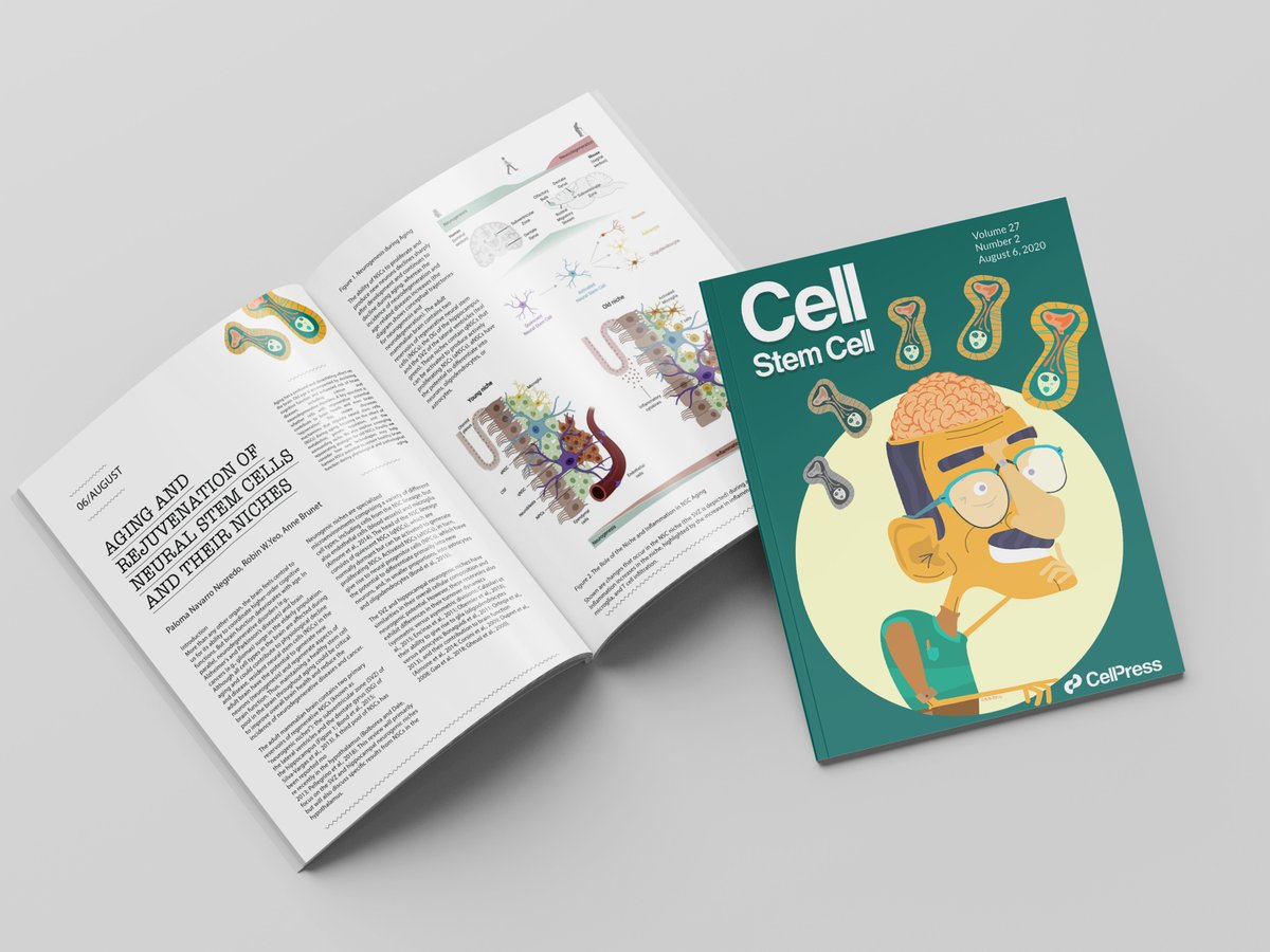 So excited that our review on neural stem cell aging and rejuvenation is out today on <a href="/CellStemCell/">Cell Stem Cell</a> and we got the cover too! Kudos to coauthor @robinwyeo, the fantastic 
<a href="/BrunetLab/">Brunet Lab</a> and Ximena Fernandez for the cover design! Check it out here: authors.elsevier.com/c/1bX5l6tu0Cbo…