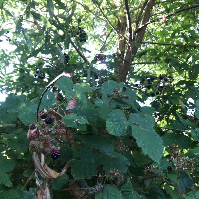 Petite balade autour du lac de la mairie de @villedemassy  Il y a un énorme coin de mûres sauvages !<a class="tags" target="_blank" title="On Twitter" href="/?out=eyJ0eXAiOiJKV1QiLCJhbGciOiJIUzUxMiJ9.eyJpYXQiOjE3MjUwODE3MzQsImlzcyI6InR3cG9ybnN0YXJzLmNvbSIsIm5iZiI6MTcyNTA4MTczNCwiZXhwIjoxNzU2NjE3NzM0LCJyZWRpcmVjdF91cmwiOiJodHRwczovL3R3aXR0ZXIuY29tL3ZpbGxlZGVtYXNzeSJ9.HWkk2PRSZvy3NSBrOgMlKP6r2fNXvmm7C_6reR2dhhRughA1U7lndtjiwCEfg-pdvAVEd-ZydL49F6Y89vVI5A">&#64;villedemassy</a><a href="/tag/rgc2022"class="tags"><span>&#35;rgc2022</span></a>