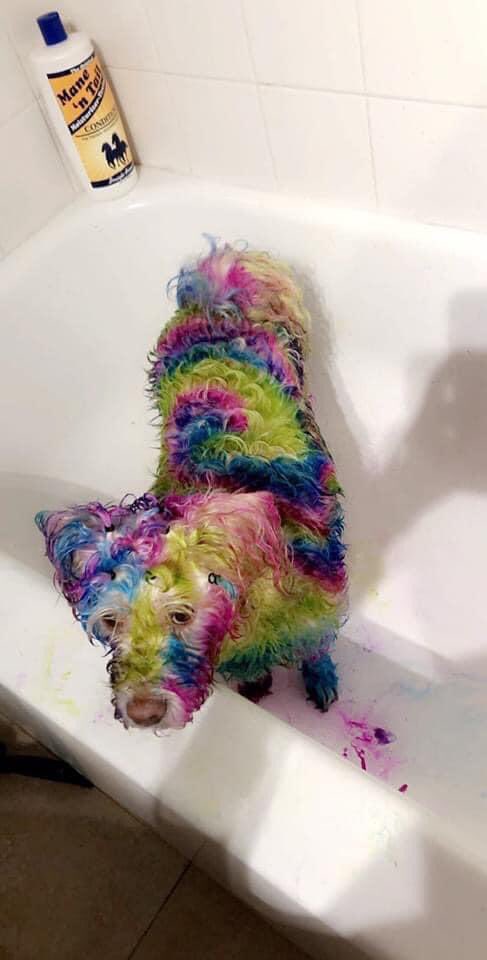 marcosoutino's tweet photo. eu apoio o fim da quarentena depois de ver o cachorro tiedye https://t.co/Hhhh3GOSbg