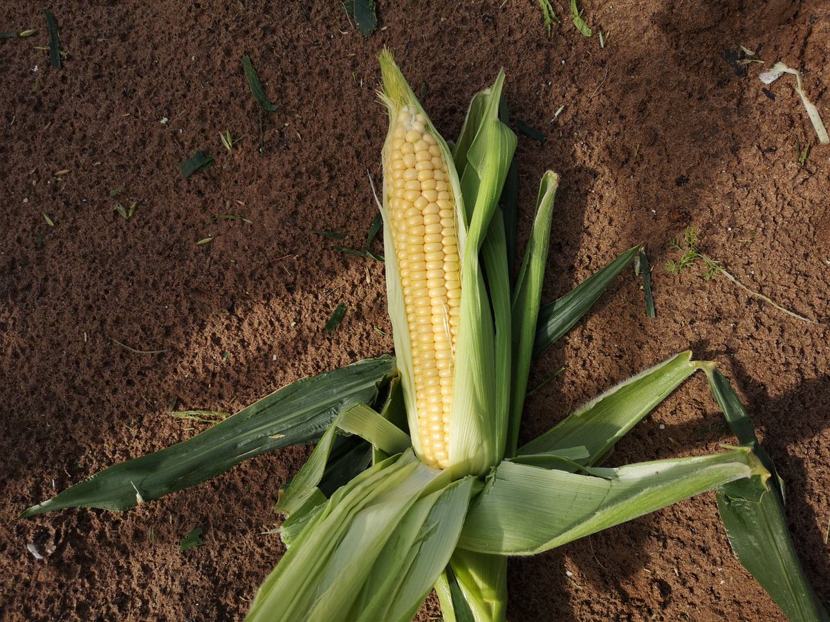 HooProduce's tweet photo. What a beauty! #farm24 #farming #shp #sweetcorn @FarmersGuardian @Morrisons https://t.co/IjYyicE7IX