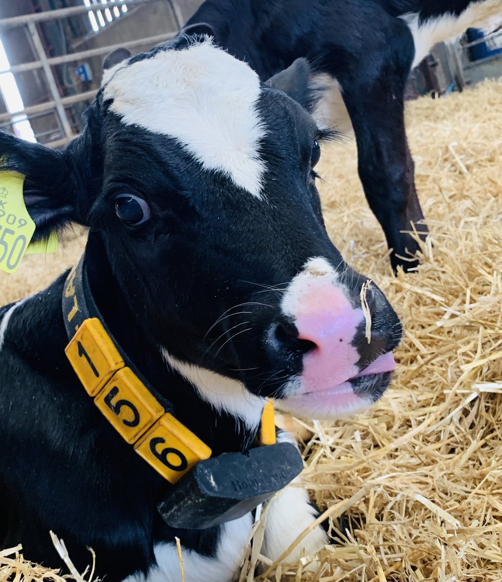 A sneak peek into #farmlife with #farm24 today. 

 #greatbritishfarming #365days #supportbritish #dairy #teamdairy #holstein #calf 

 <a href="/farmersguardian/">Farmers Guardian</a> <a href="/morrisons/">Morrisons</a> @lactalisukireland