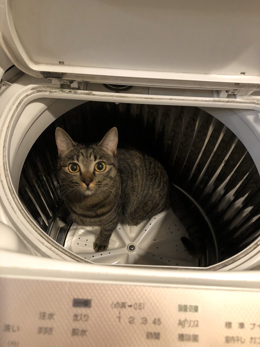 猫って本当は実在しなくて 人間が全員疲れてるだけ 説に 猫は概念 ねこはいます などの声 Togetter 猫って本当は実在しなくて 人間が全員疲れてるだけ 説に 猫は概念 ねこはいます などの声 Togetter