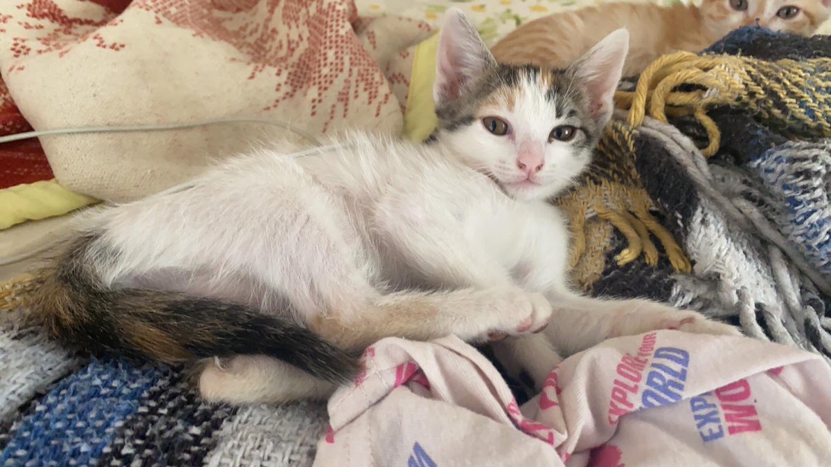 Animales_CDMX's tweet photo. Hermosas gatitas de 2 meses y medio de edad, comen croquetas de cachorro y usan el arenero, se encierran en @XochimilcoAl la persona que las reguardo es menor de edad y no puede hacerse cargo del protocolo de salud, la estamos ayudando para encontrar hogares responsables 🙌🏻 https://t.co/kwiYfe01pU