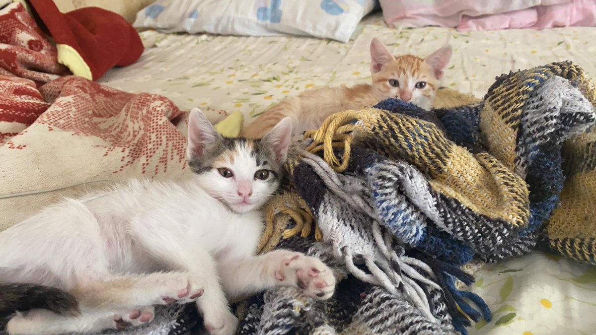 Animales_CDMX's tweet photo. Hermosas gatitas de 2 meses y medio de edad, comen croquetas de cachorro y usan el arenero, se encierran en @XochimilcoAl la persona que las reguardo es menor de edad y no puede hacerse cargo del protocolo de salud, la estamos ayudando para encontrar hogares responsables 🙌🏻 https://t.co/kwiYfe01pU